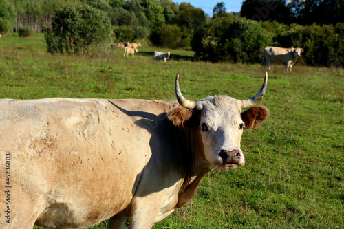 Cows in a farm field graze