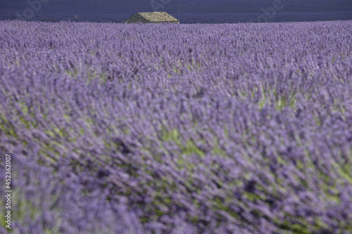 Lavender field and house in provence