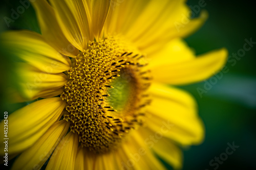 Sonnenblumen - Pflanzen