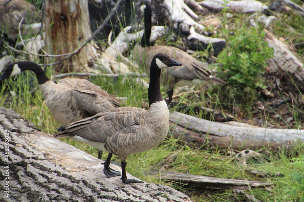 Goose On The Log, Jasper National Park, Alberta Goose On The Log, Jasper National Park, Alberta
