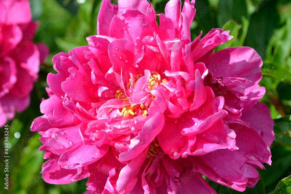 close up of pink flower