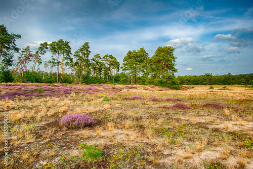 L  neburger Heide - Naturschutzgebiet Sande 