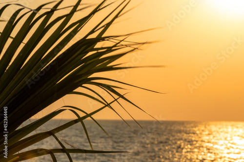  Palm leaves on a yellow background of a golden sunset in the sea