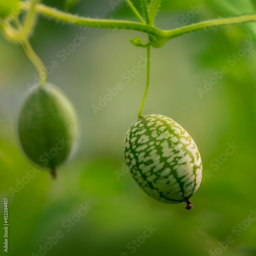 two cucamelons on the vine in the garden photo