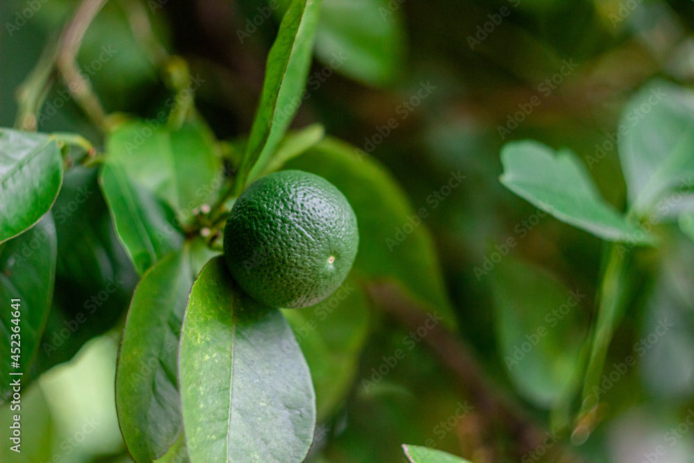 Green unripe tangerin on the branch. Tangerin tree close up 