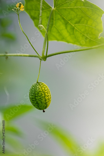 A cucamelon on the vine in the garden