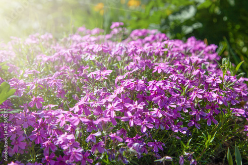 Bright pink flowers lit by the sun. Spring flowering Phlox subulata. Floral background