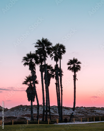 palm trees during sunset