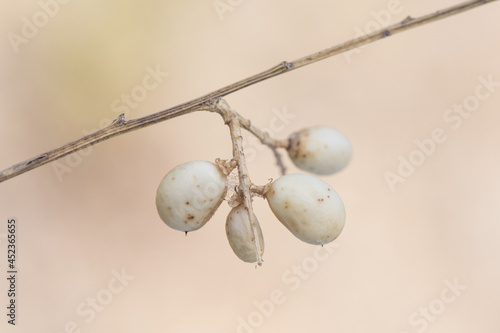 Retama sphaerocarpa shrub with light yellowish brown bean-like rounded fruits on defocused earthy background photo