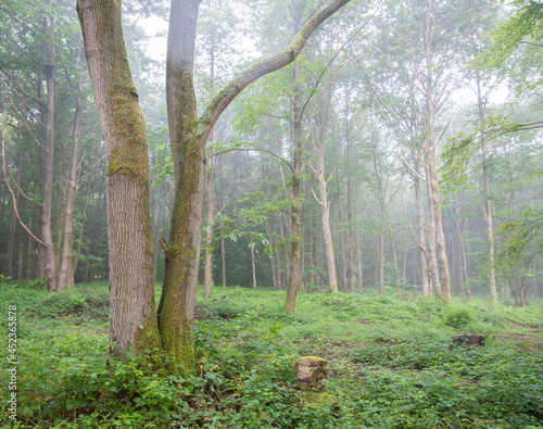 forest in morning mist near river seine in french normandy