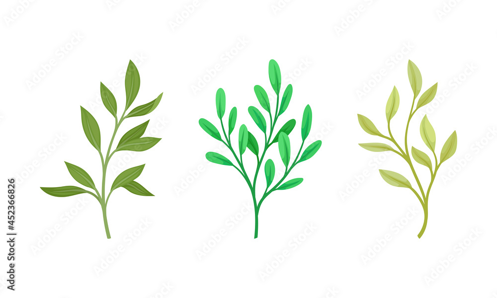 Fototapeta premium Green forest, garden or meadow plants set vector illustration