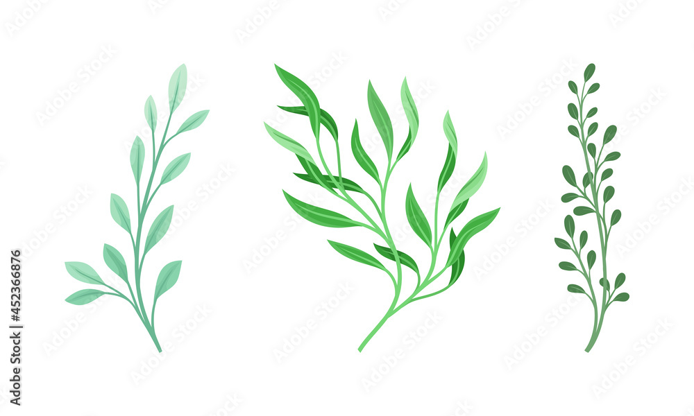 Fototapeta premium Green forest, garden, meadow plants set Greenery, natural herbs vector illustration