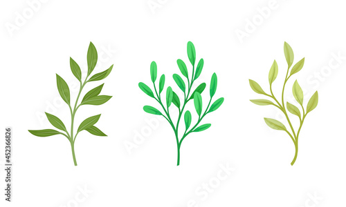 Green forest  garden or meadow plants set vector illustration