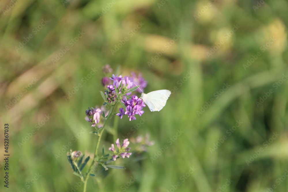 Butterfly On The Flower, Pylypow Wetlands, Edmonton, Alberta Butterfly On The Flower, Pylypow Wetlands, Edmonton, Alberta