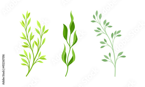 Green plants  grasses and herbs set vector illustration