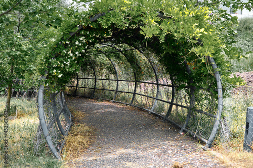 Magnificent tunnel and walking way made of gravel road and covered with green plants and dried plants 