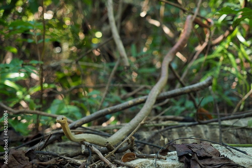 Petit serpent (vipère) vert camouflé au milieu des branches dans la jungle