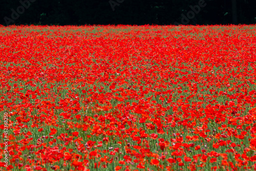 Fotografie champde de coquelicots