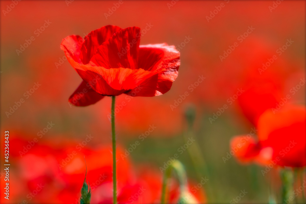 Obraz premium le coquelicot