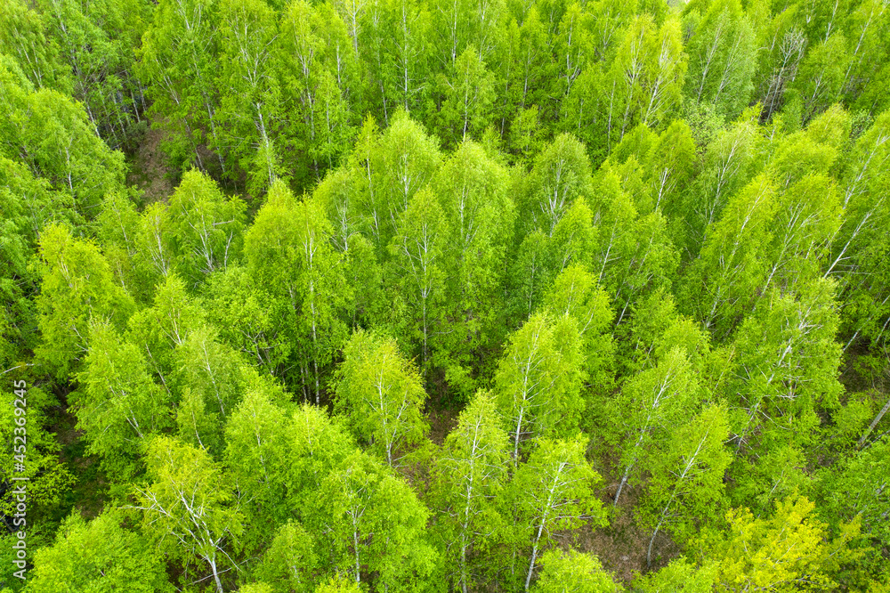 green autumn or spring forest. View from the drone