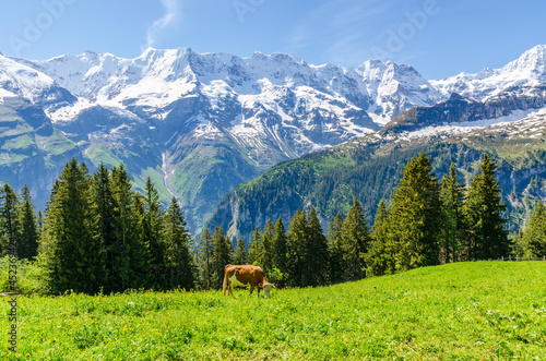 View on Swiss Alps on sunny day near Murren, Switzerland.