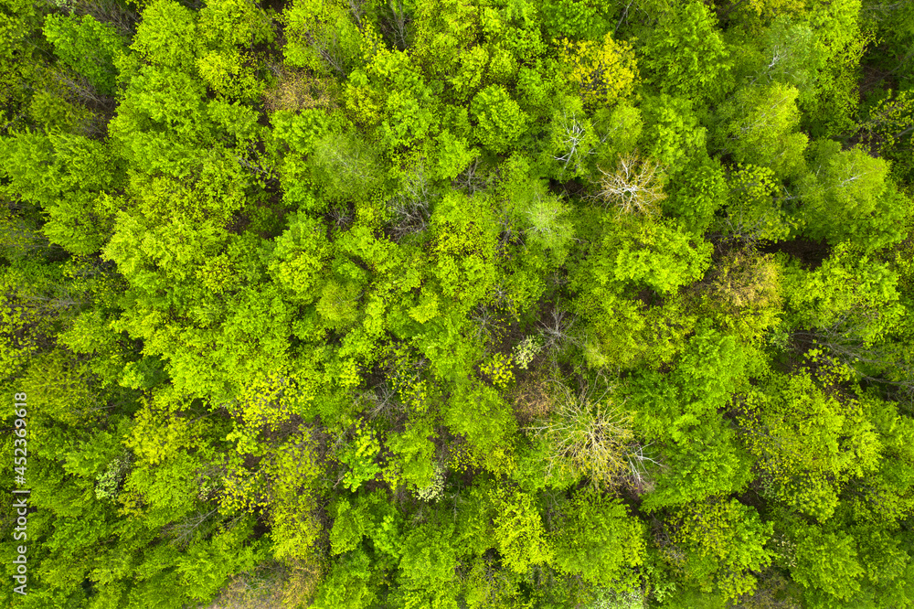 green autumn or spring forest. View from the drone
