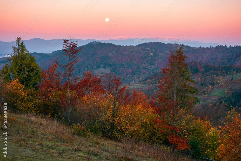 moon rise above snow covered ridge. wonderful autumn landscape of carpathian mountains in late autumn. nature scenery at twilight