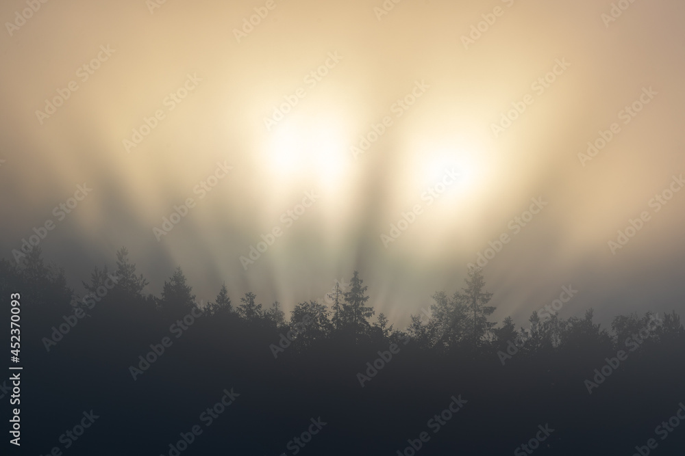 Naklejka premium Morning sun illuminating a tree line with mist in the air. Cascade of light streaming through branches. Shot in Sweden, Scandinavia
