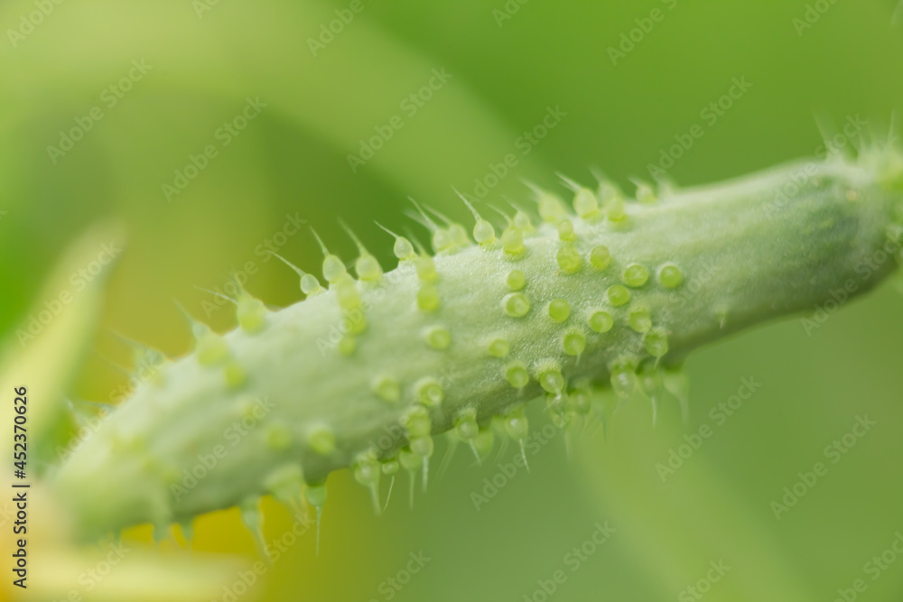 Young green cucumber in a greenhouse, macro photo, shallow depth of field. Harvesting autumn vegetables. Healthy food concept, vegetarian diet of raw fresh food. Non-GMO organic food.