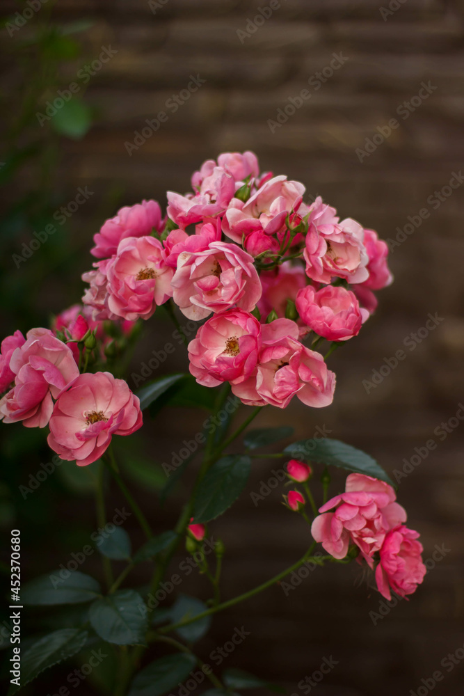 Rose rose, variety Angela on a dark background in the garden Rose rose, variety Angela on a dark background in the garden