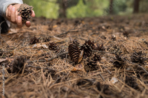 child gathered dry pine cones in forest  nature study for kids