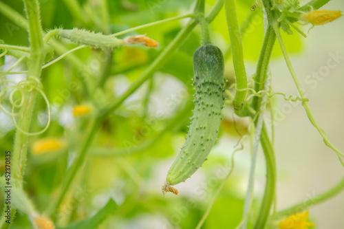 A young cucumber ripens in a greenhouse, macro photo, shallow depth of field. Harvesting autumn vegetables. Healthy food concept, vegetarian diet of raw fresh food. Non-GMO organic food.