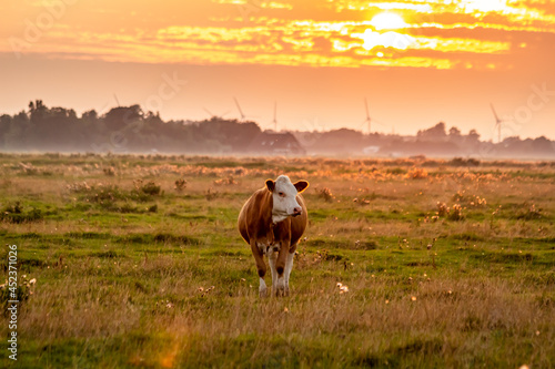 K  he und eine Kuhherde im Sonnenuntergang mit einem leichtem Nebel am Horizont