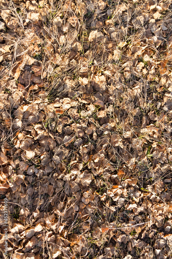 Fallen leaves on ground covered in frost rime background Fallen leaves on ground covered in frost rime background