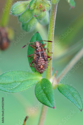 Vertical closeup on a nymph of a scentless plant bug species, Rhopalus subrufus in the garden photo