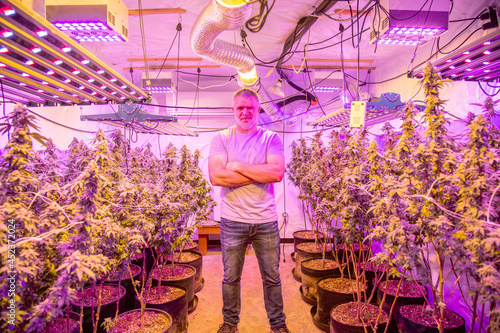 Photography A marijuana, cannabis grower standing in the middle of plants growing indoors in a controlled environment with artificial LED red-blue grow lights