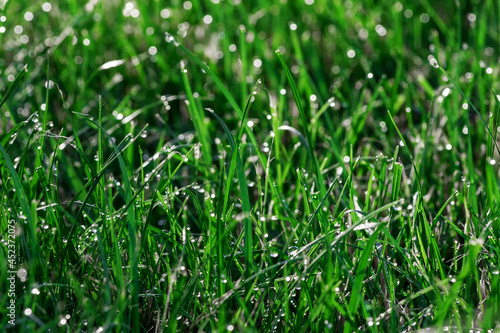 Green grass with dew drops illuminated by morning sunlight. Close-up Background for design.