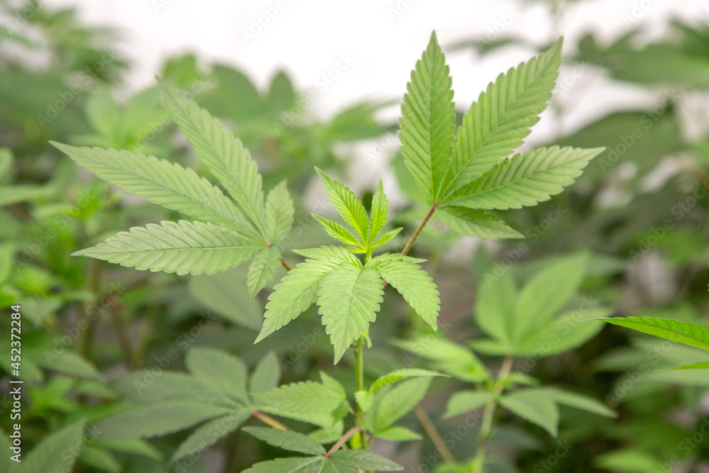Marijuana, cannabis, plants growing in a controlled enviroment. Marijuana, cannabis, plants growing in a controlled enviroment.