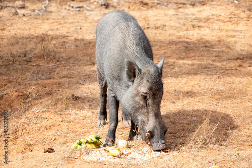 wild Pig At Sithulpauwa Sri Lanka