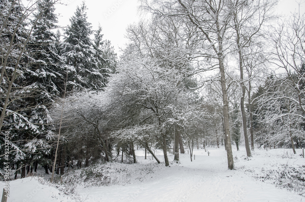 Winter woodland trees. Winter woodland trees.
