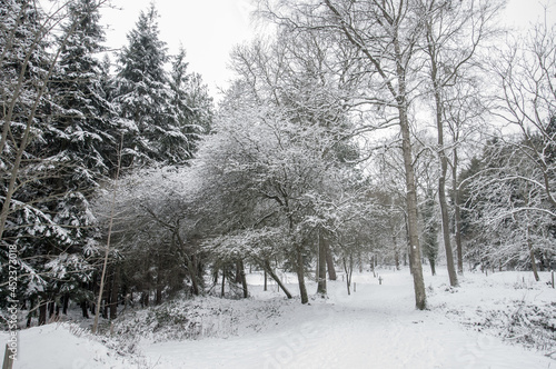 Winter woodland trees.