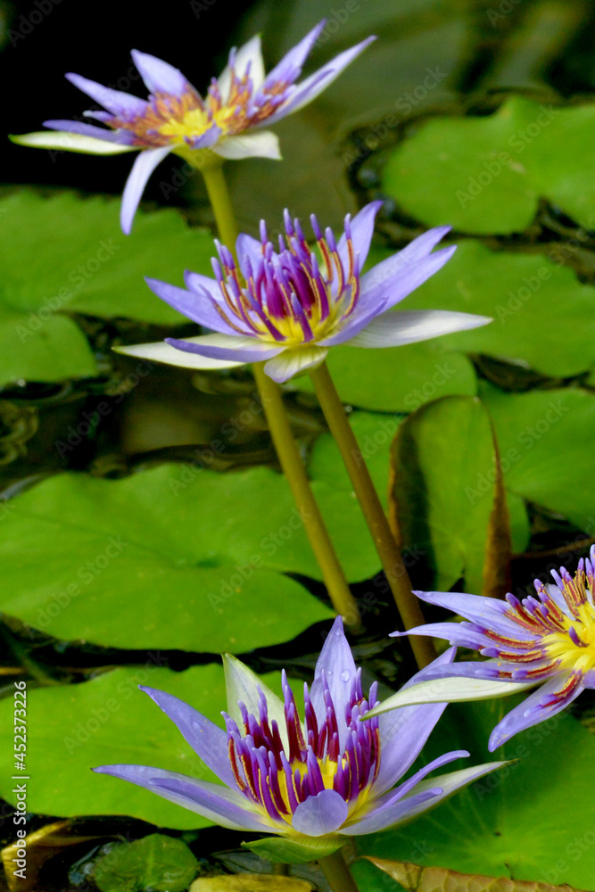 Blue lotus (blue Egyptian lotus or also blue water lily or blue