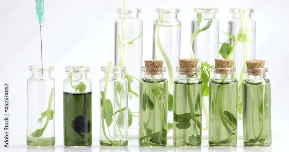 Microgreens. Test tubes with micro greens and reagent. Growing fresh plants culture in laboratory. Selection of sprouts for research. Super food production. Chlorophyll extract is poured in pure water Microgreens. Test tubes with micro greens and reagent. Growing fresh plants culture in laboratory. Selection of sprouts for research. Super food production. Chlorophyll extract is poured in pure water