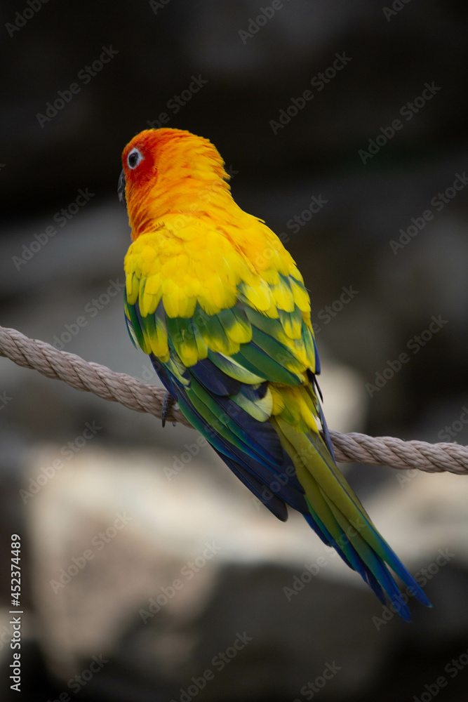 various exotic parrots, birds in the zoo 