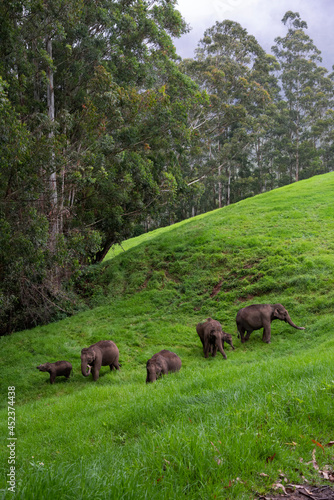 A heard of elephants gazing on the grasslands of munnar photo