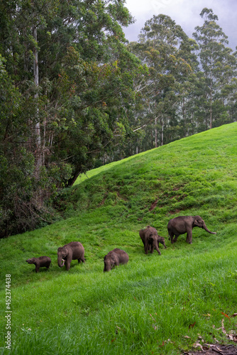 Foto A heard of elephants gazing on the grasslands of munnar