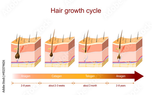 Hair growth cycle