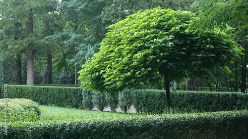 catalpa with a beautiful crown on the green grass photo