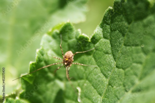 spider on a leaf