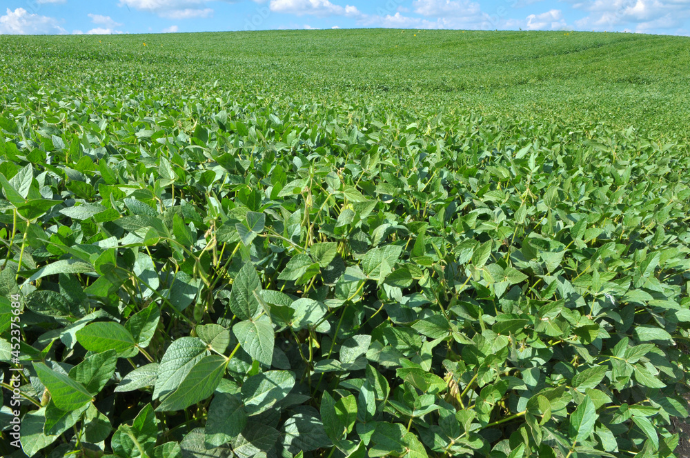 Soybeans grow in the field